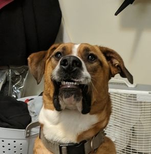 Meet your Posher, Billy